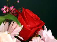 Red Rose Bouquet